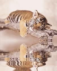 tigriss.jpg